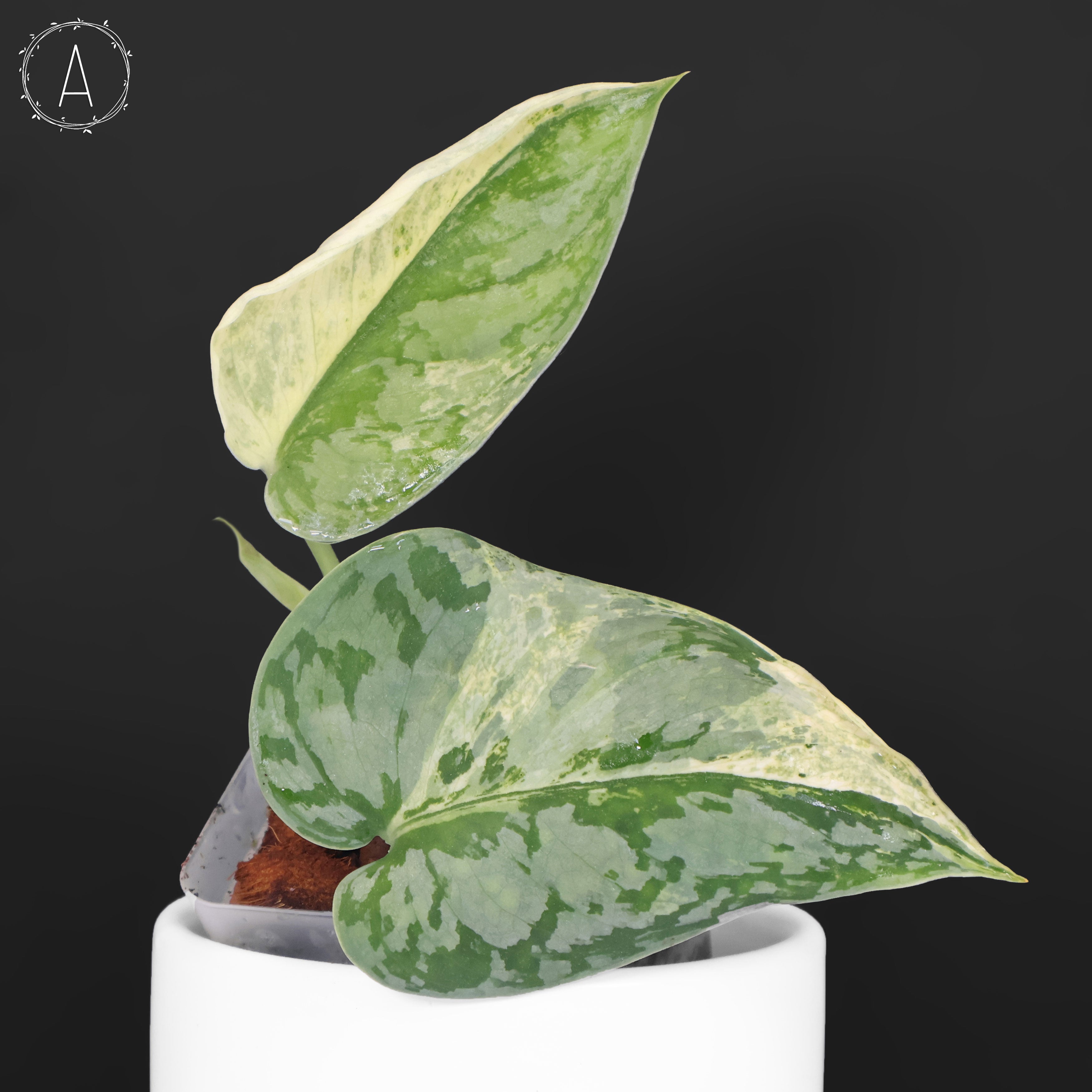 Scindapsus Tilung – Curious Plant Killer