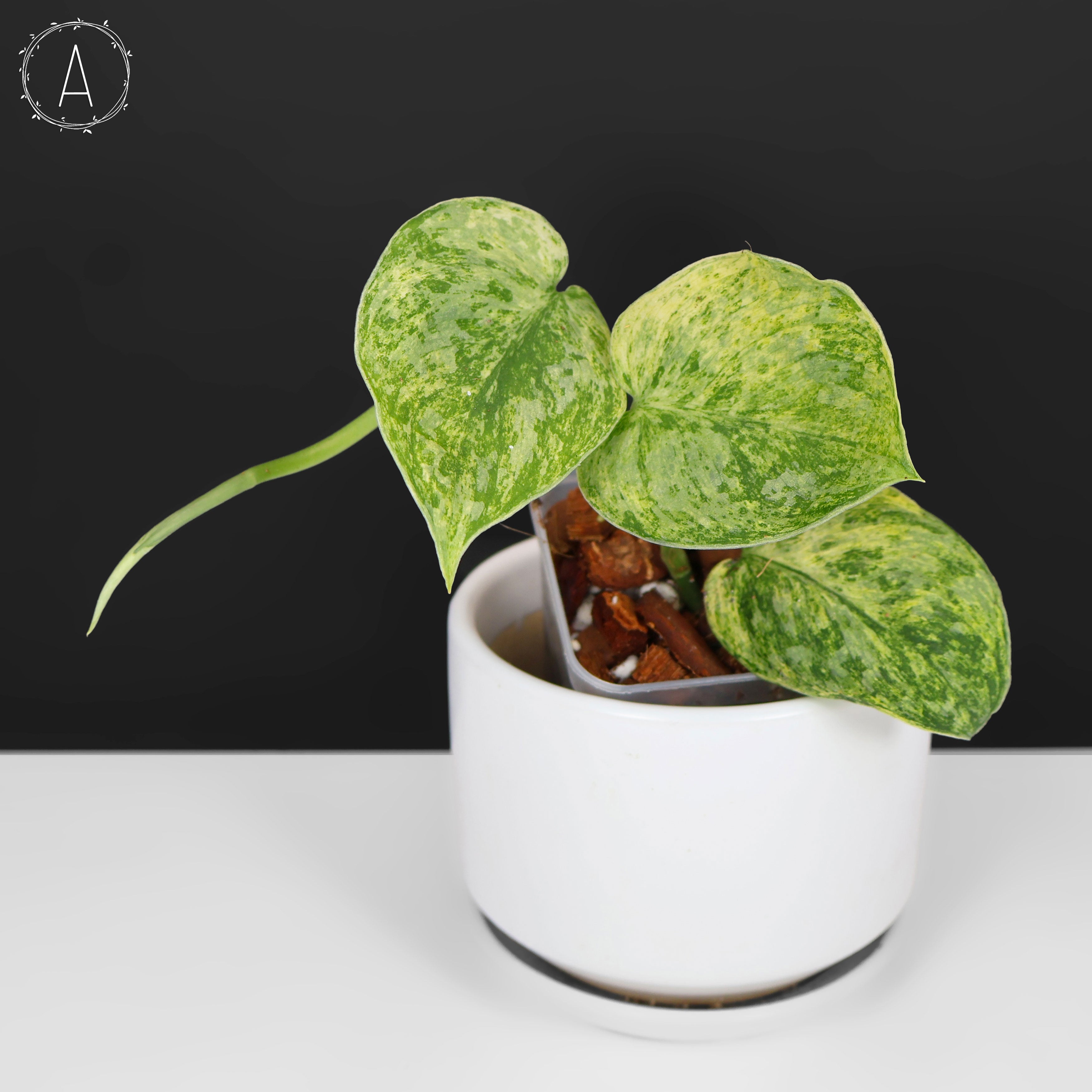 9枚葉　Scindapsu tembaga 【畑シリーズ】 Scindapsus Tembaga – Curious Plant Killer