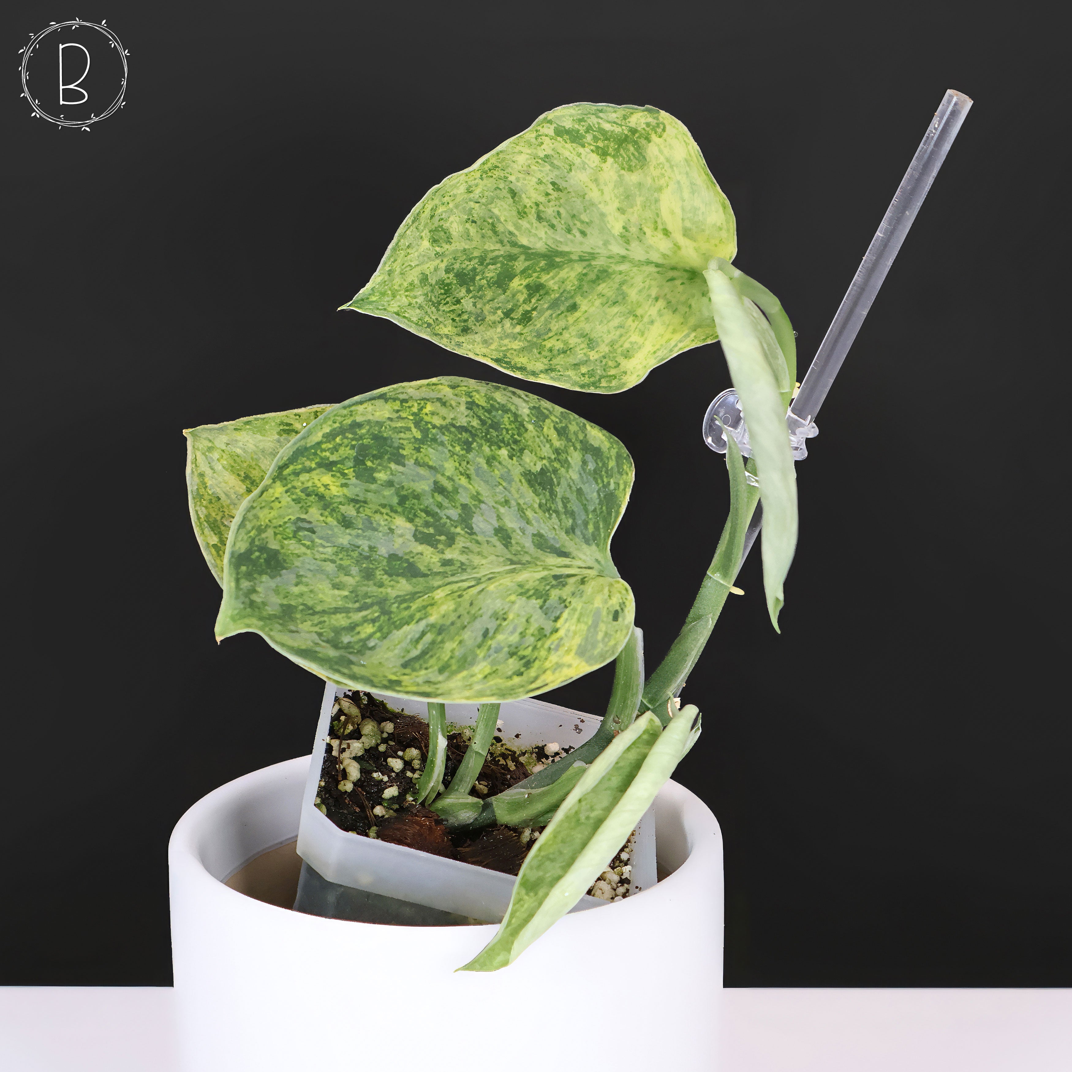 Scindapsus Tembaga – Curious Plant Killer