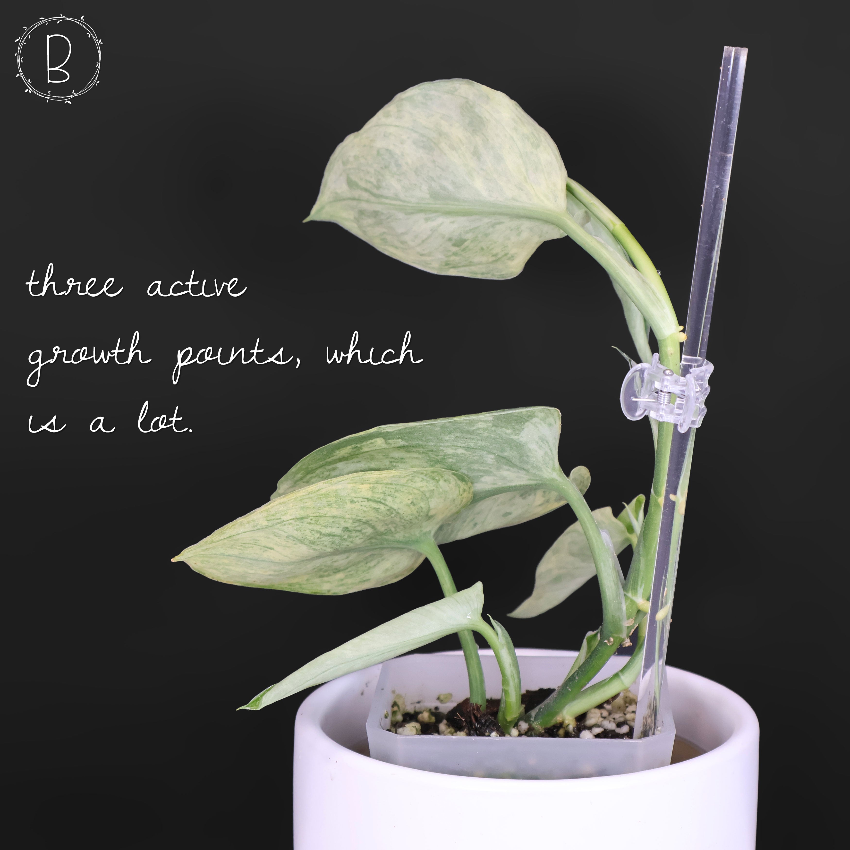 Scindapsus Tembaga – Curious Plant Killer