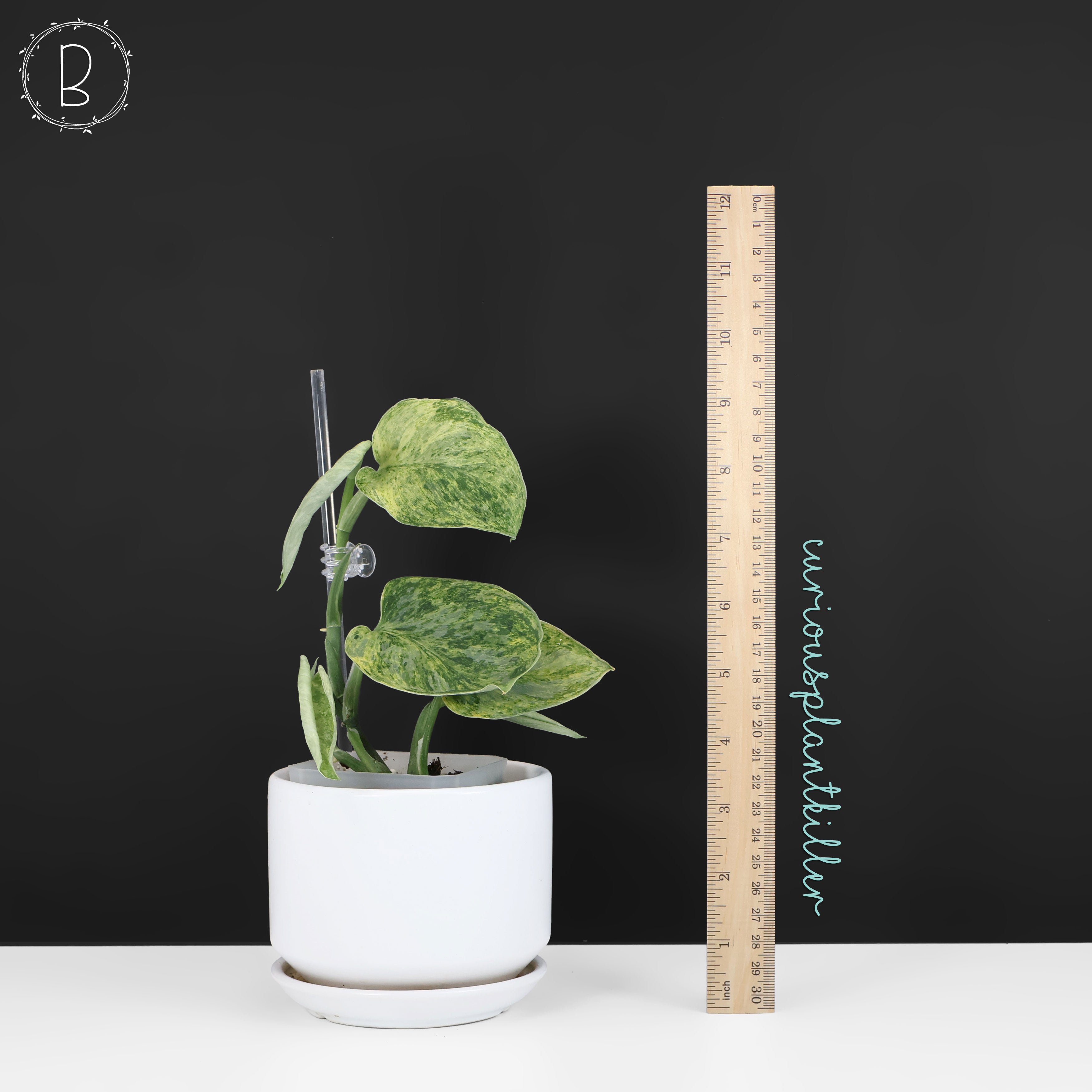 9枚葉　Scindapsu tembaga 【畑シリーズ】 Scindapsus Tembaga – Curious Plant Killer