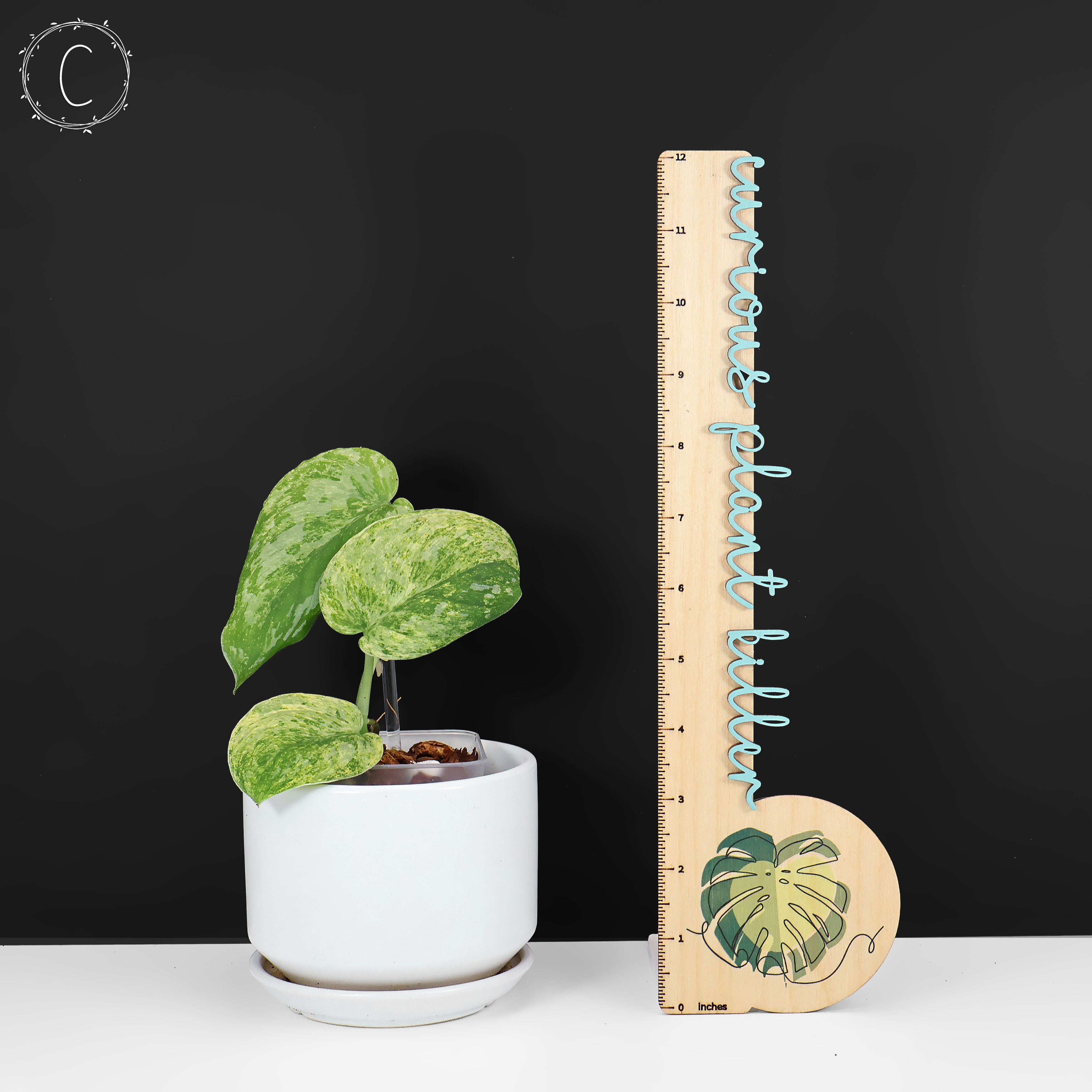 Scindapsus Tembaga – Curious Plant Killer