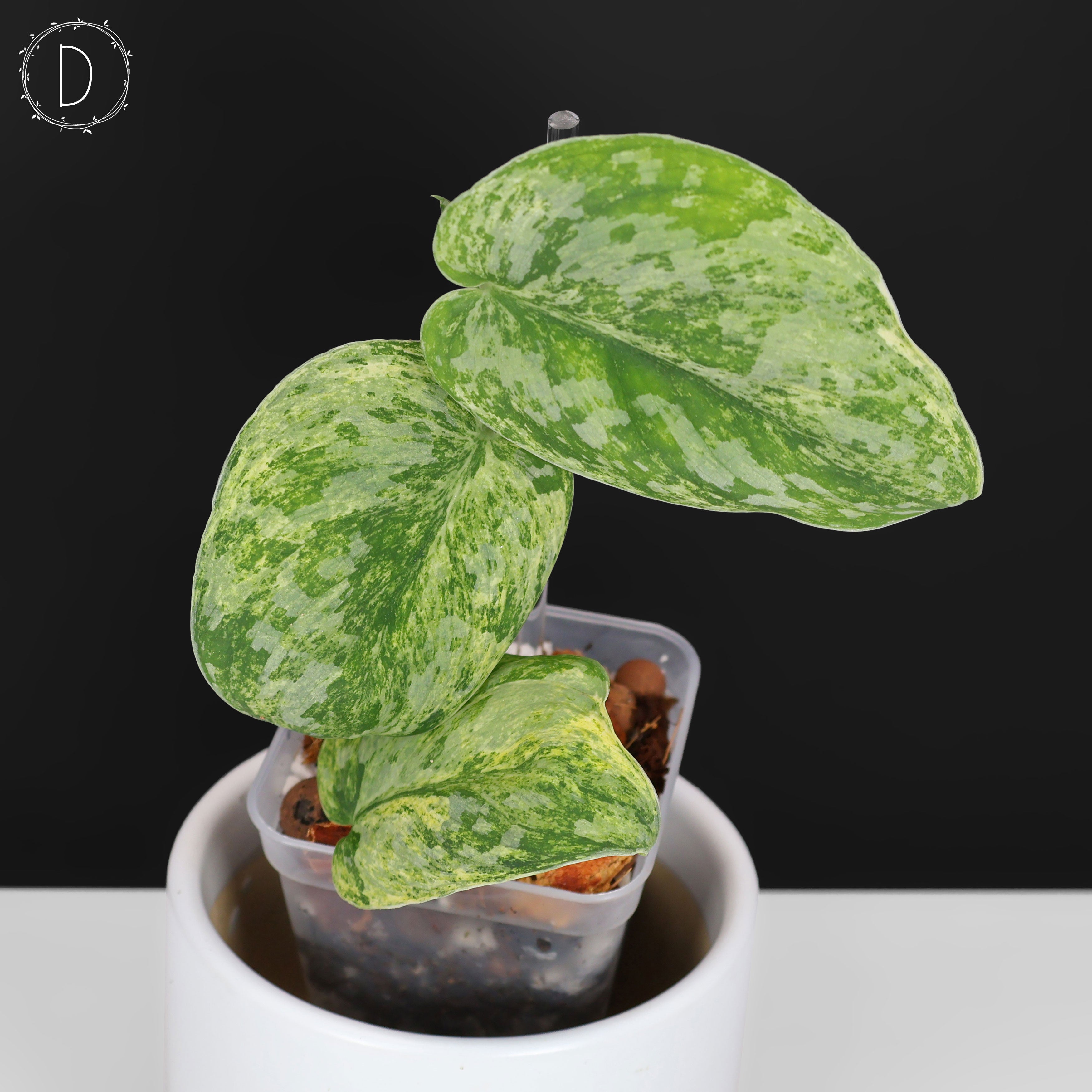 Scindapsus Tembaga – Curious Plant Killer