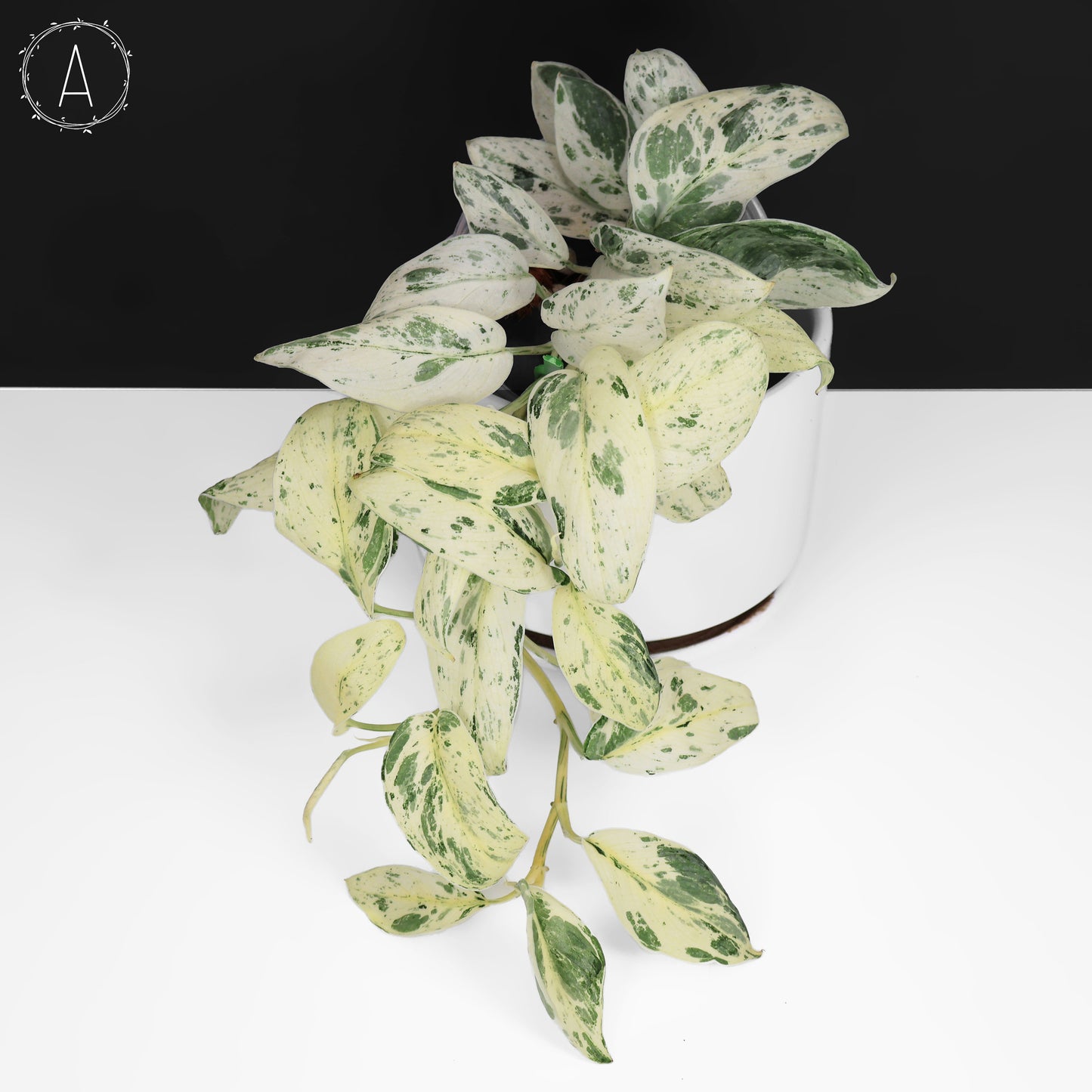 Scindapsus Salamount
