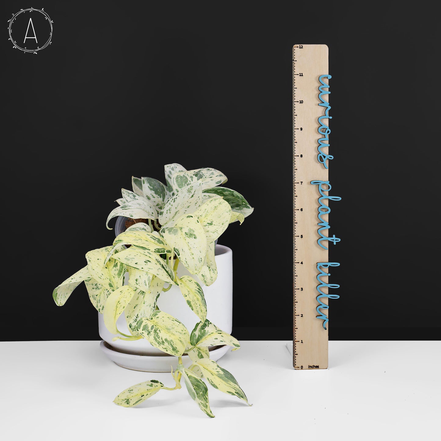 Scindapsus Salamount
