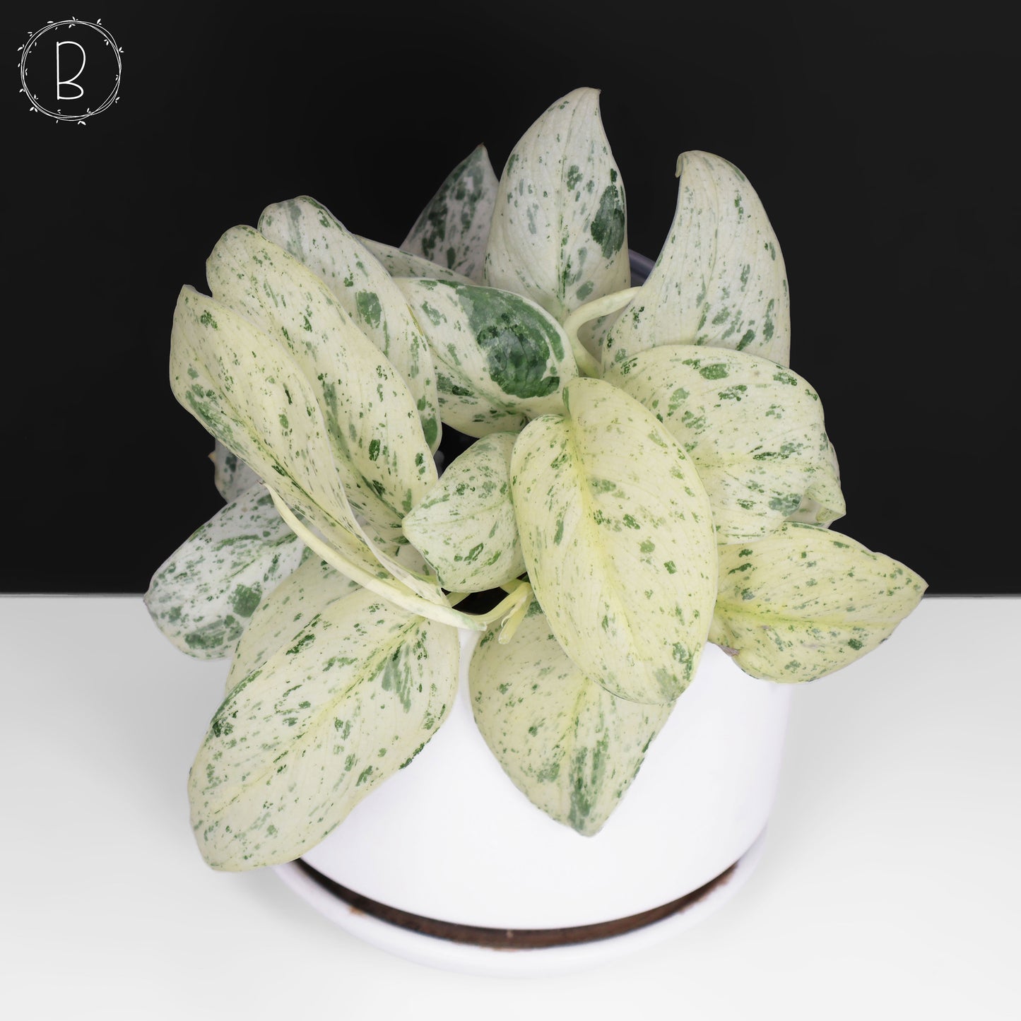 Scindapsus Salamount