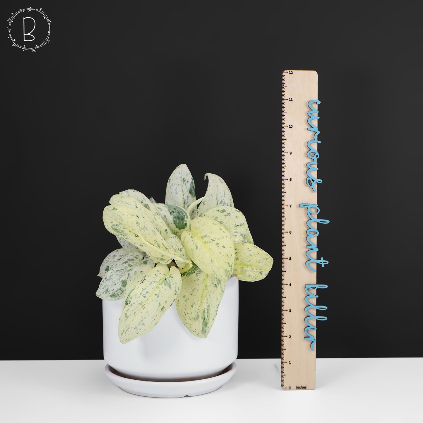 Scindapsus Salamount