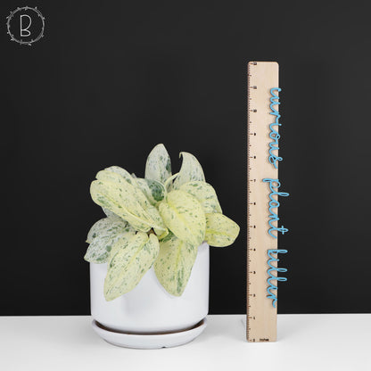 Scindapsus Salamount
