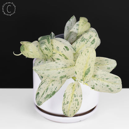 Scindapsus Salamount