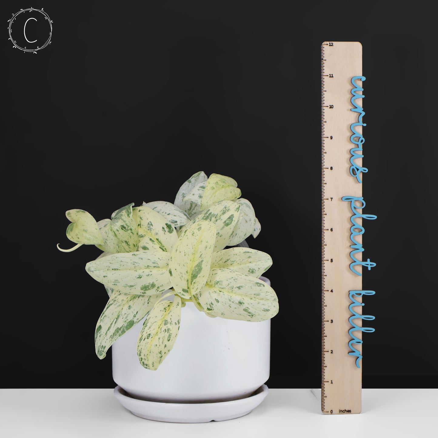 Scindapsus Salamount