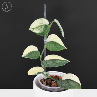 Scindapsus Silver Knight "Bunaken"