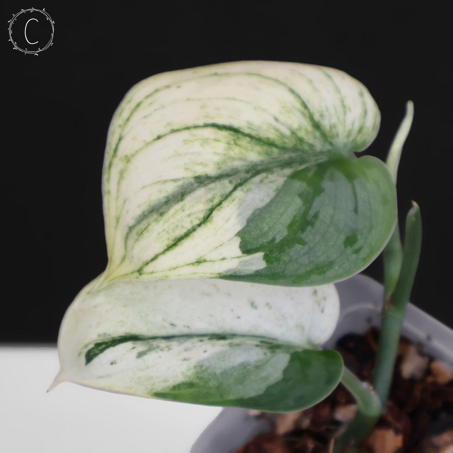 Scindapsus Silver Knight "Bunaken"