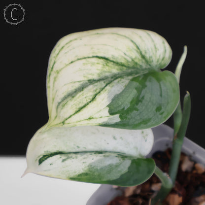 Scindapsus Silver Knight "Bunaken"