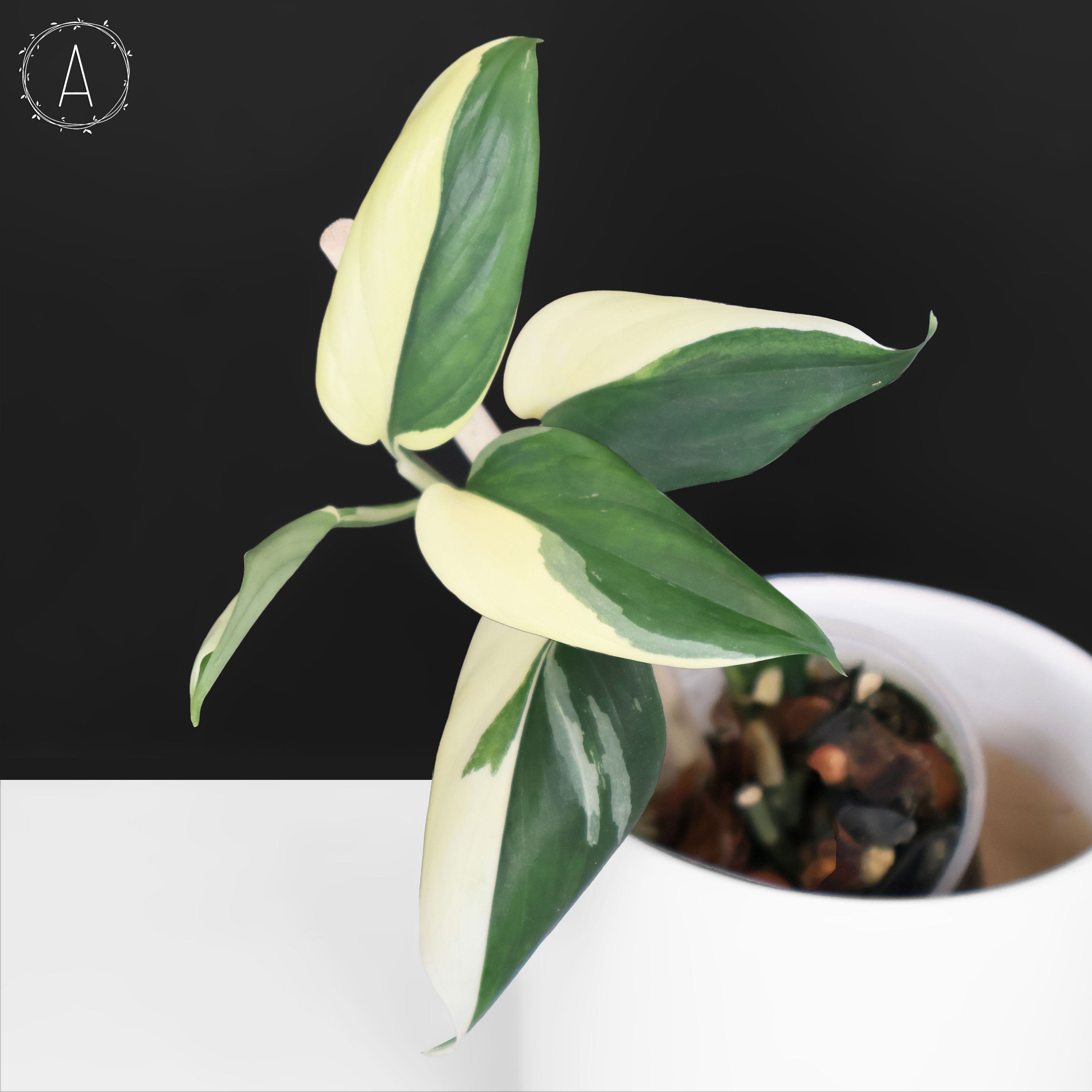 Scindapsus Blue Albo – Curious Plant Killer