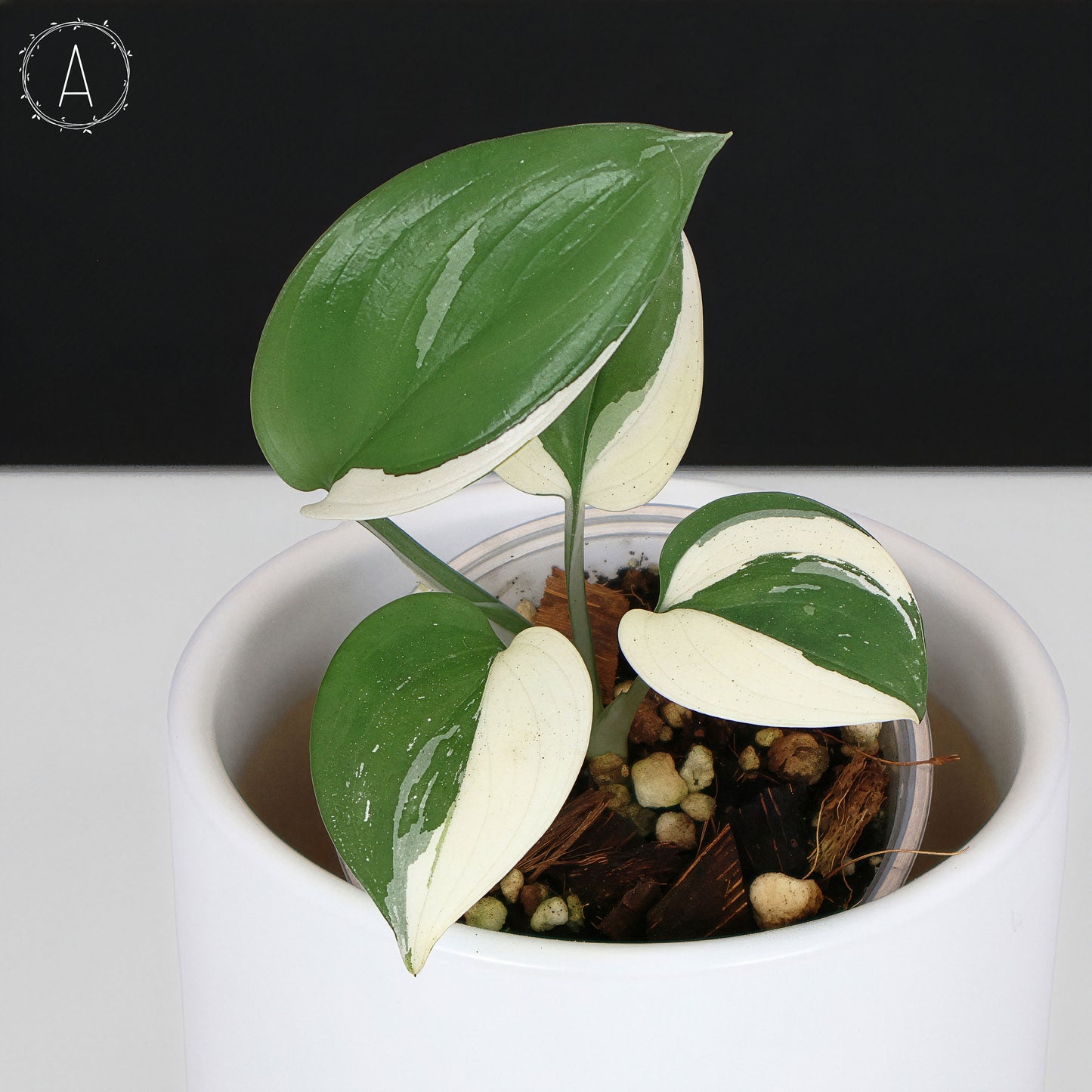 Scindapsus Blue Albo