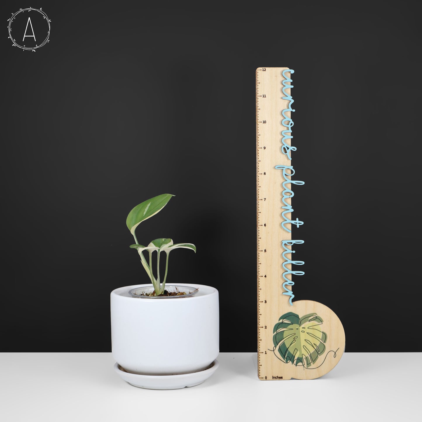 Scindapsus Blue Albo