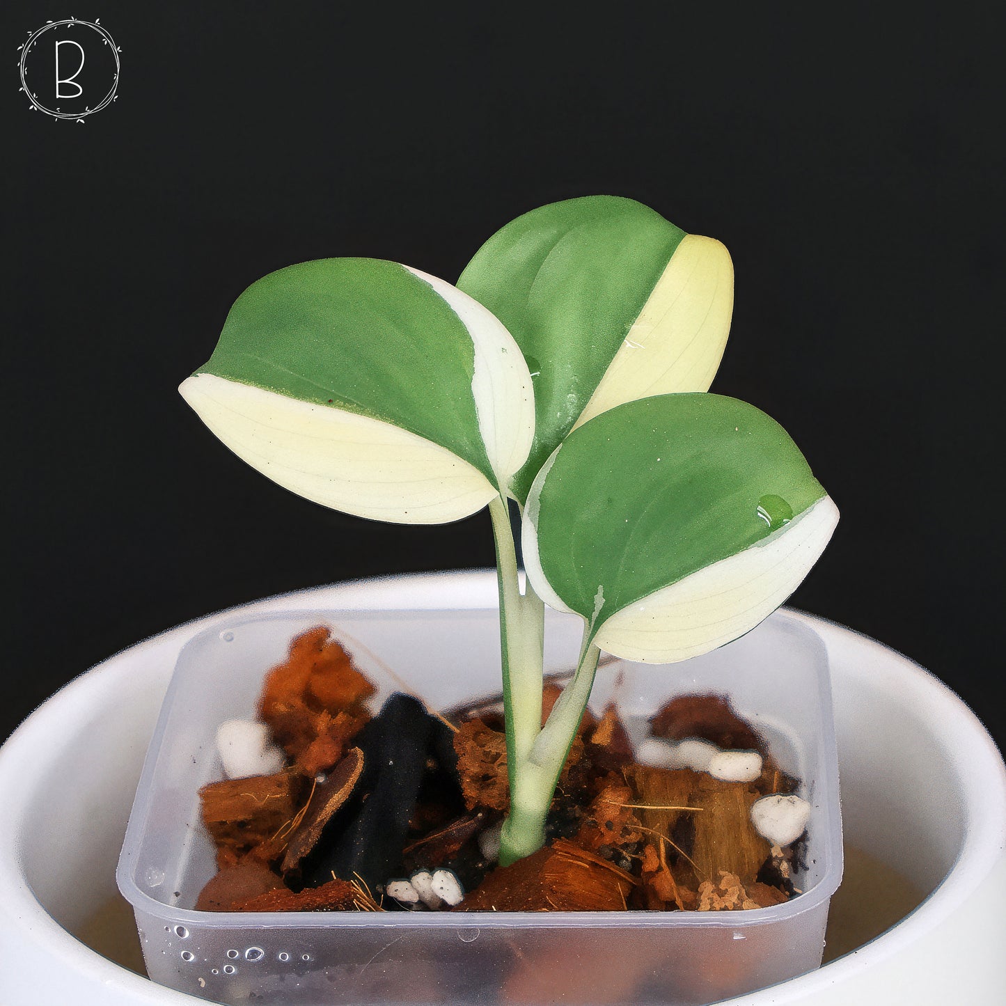 Scindapsus Blue Albo