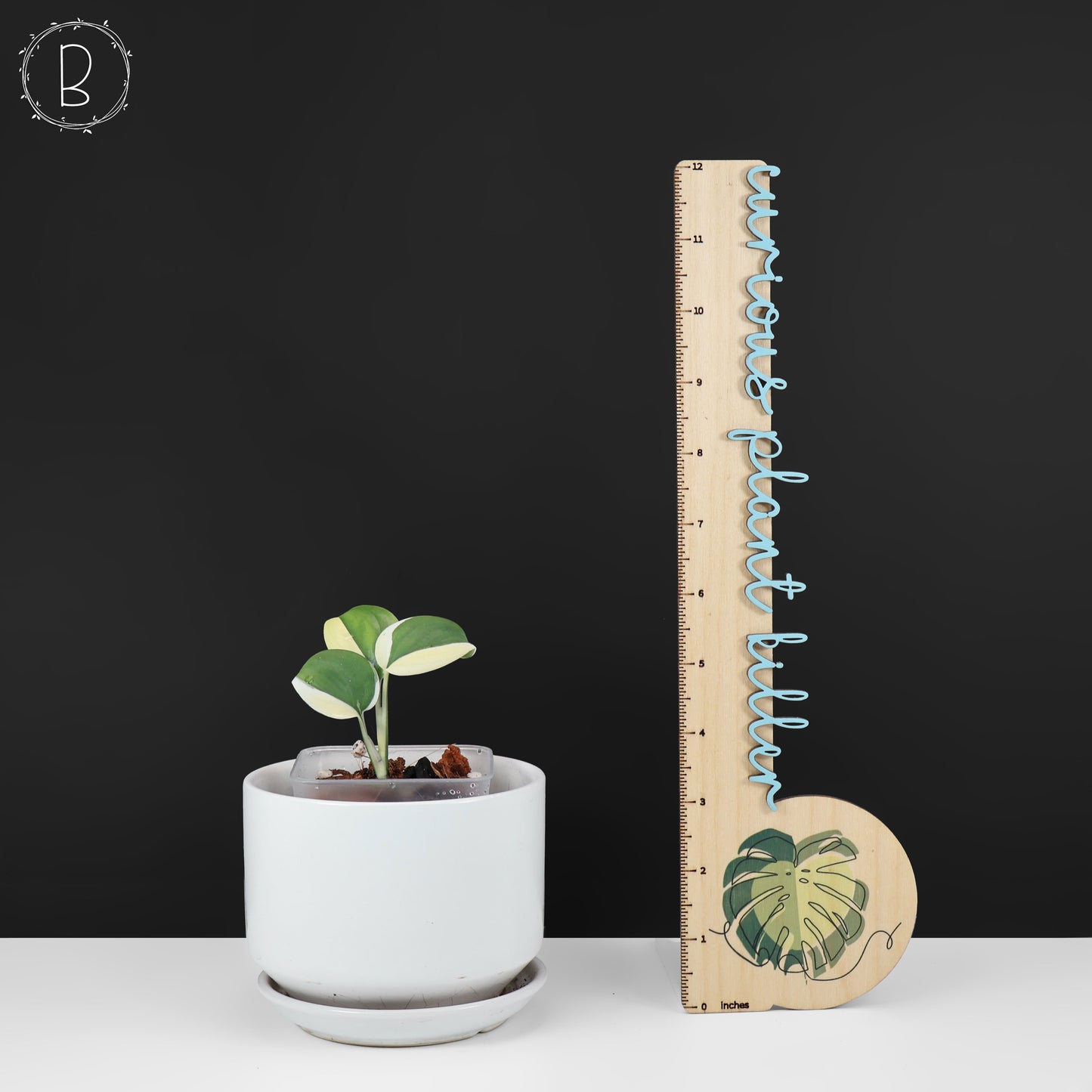 Scindapsus Blue Albo