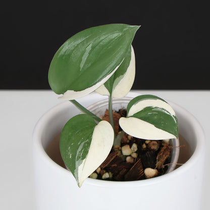 Scindapsus Blue Albo