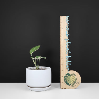 Scindapsus Blue Albo