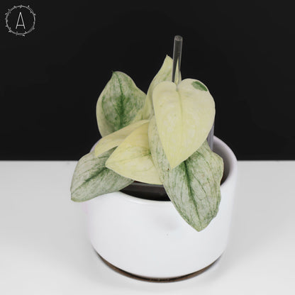 Scindapsus "Mint" sp.