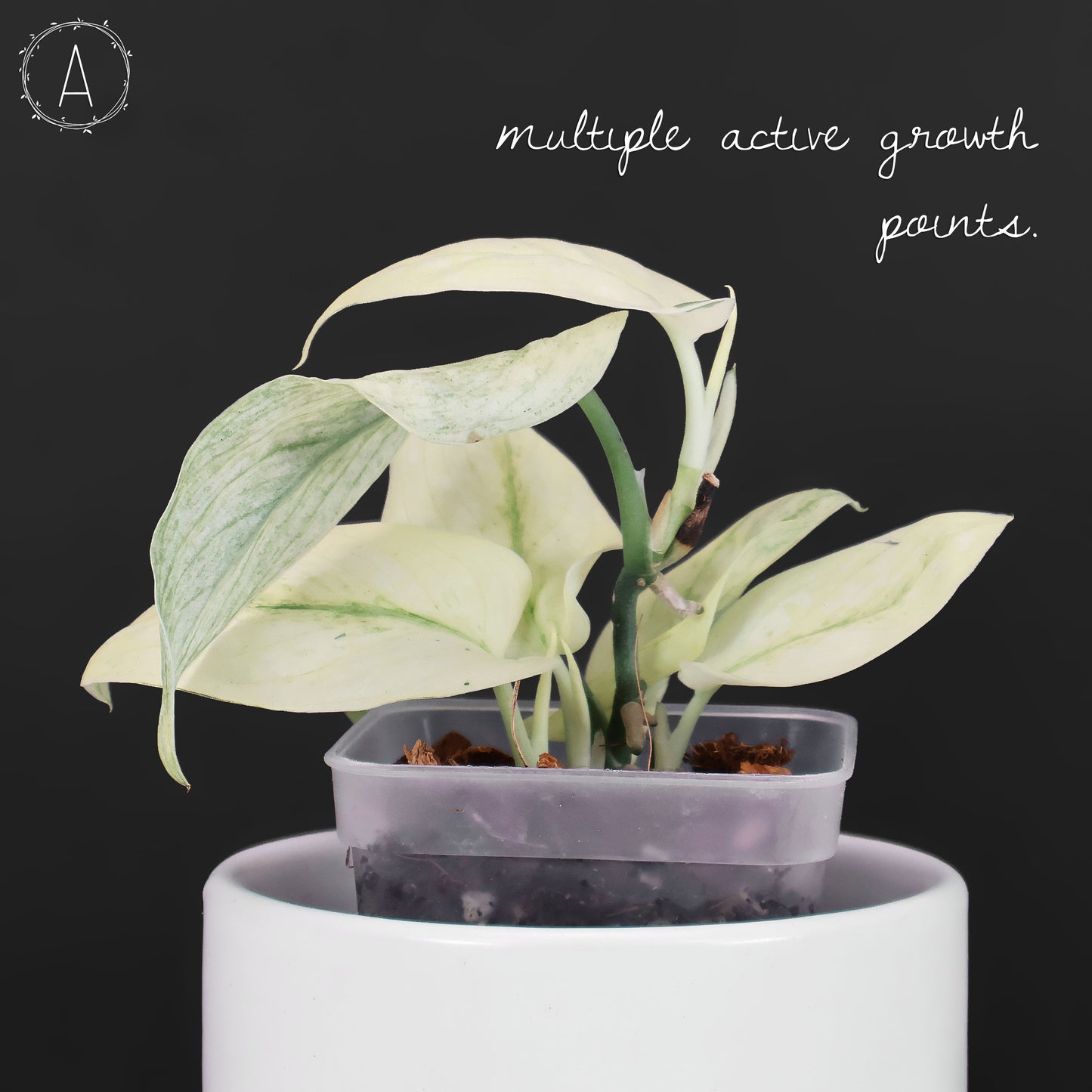 Scindapsus "Mint" sp.
