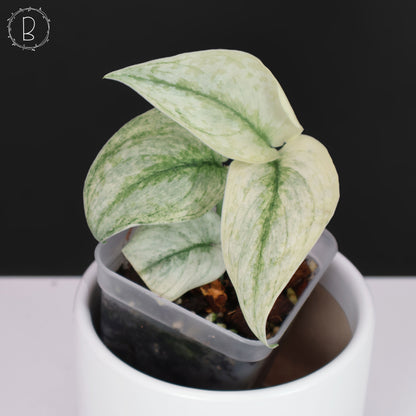 Scindapsus "Mint" sp.