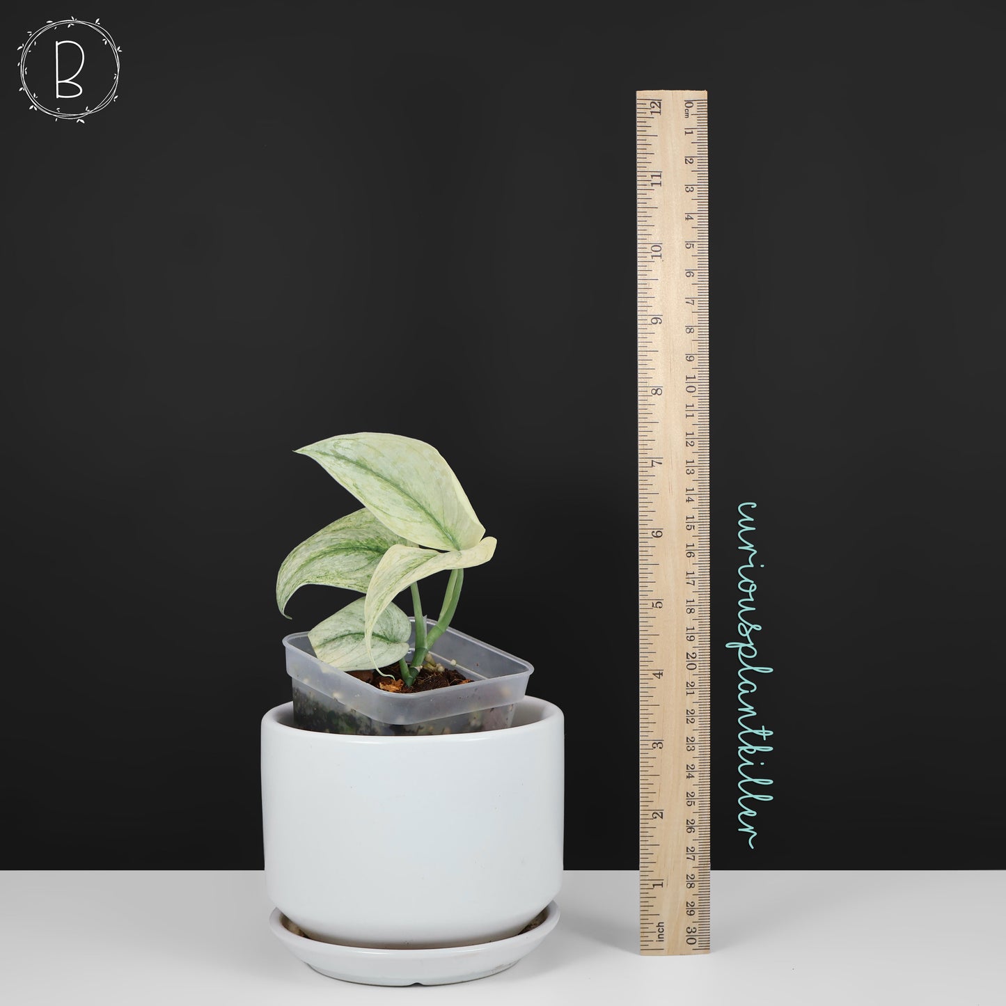 Scindapsus "Mint" sp.