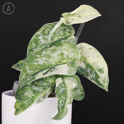 Scindapsus Argyraeus Crocodile