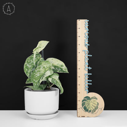 Scindapsus Argyraeus Crocodile