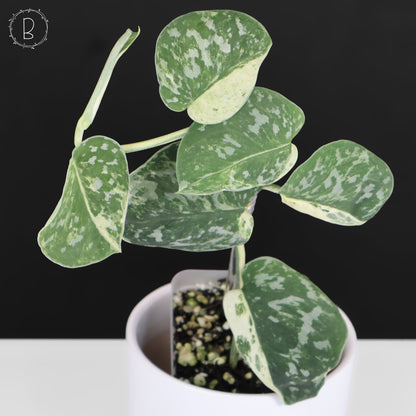 Scindapsus Argyraeus Crocodile