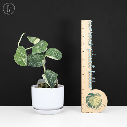 Scindapsus Argyraeus Crocodile