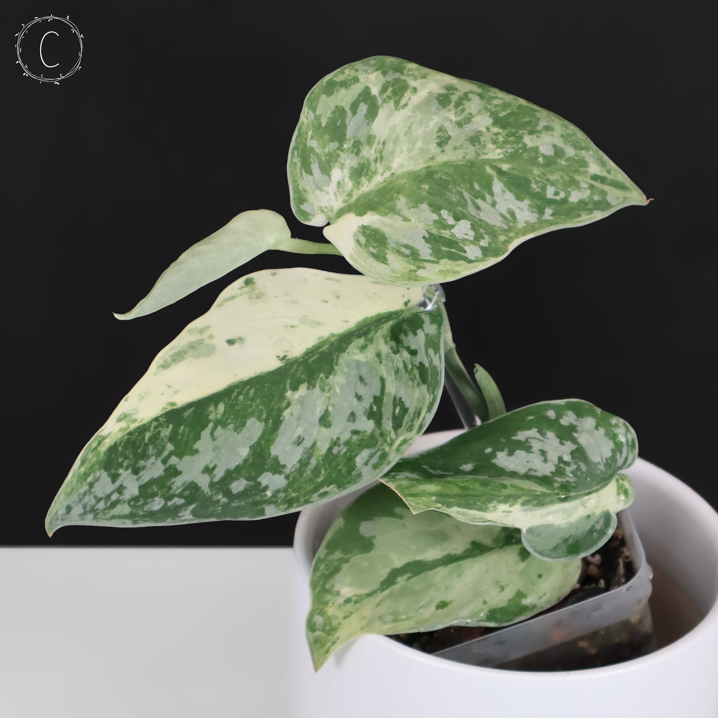 Scindapsus Argyraeus Crocodile