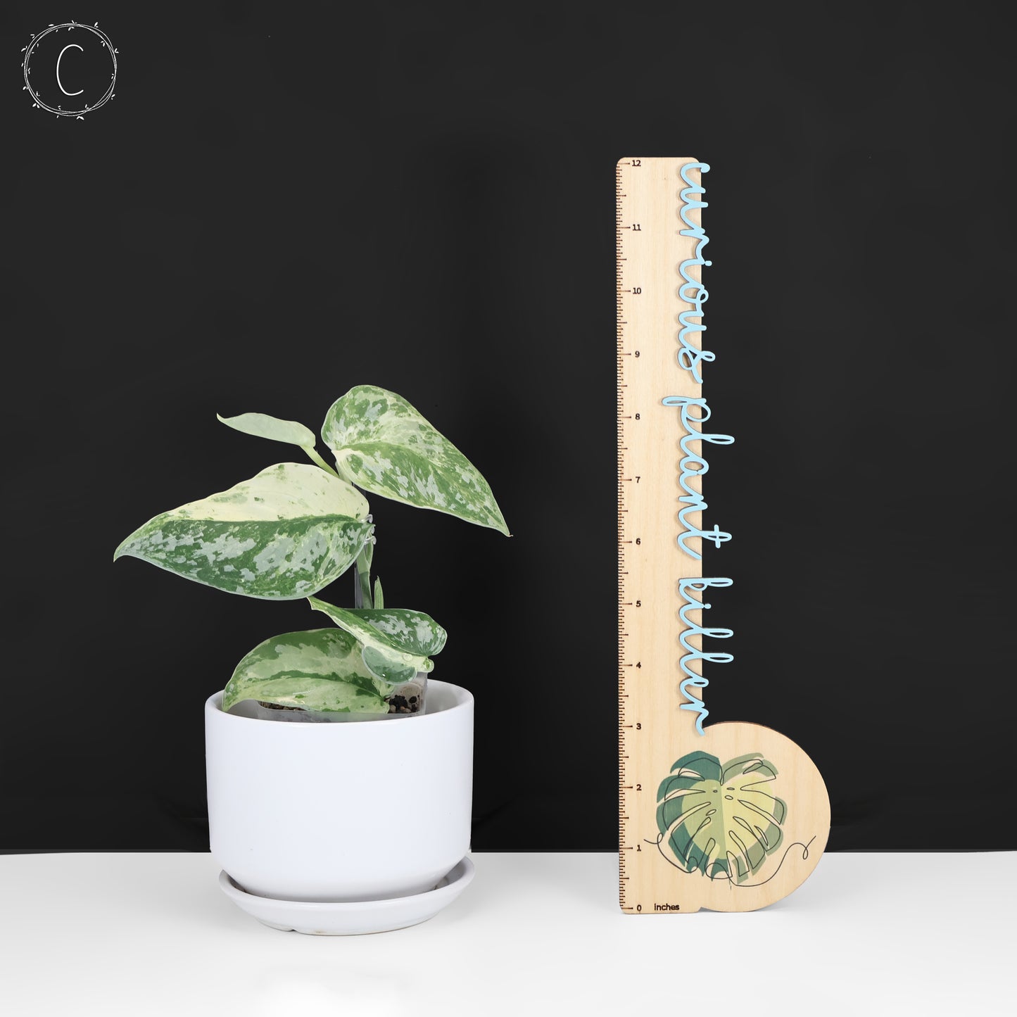 Scindapsus Argyraeus Crocodile