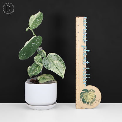 Scindapsus Argyraeus Crocodile