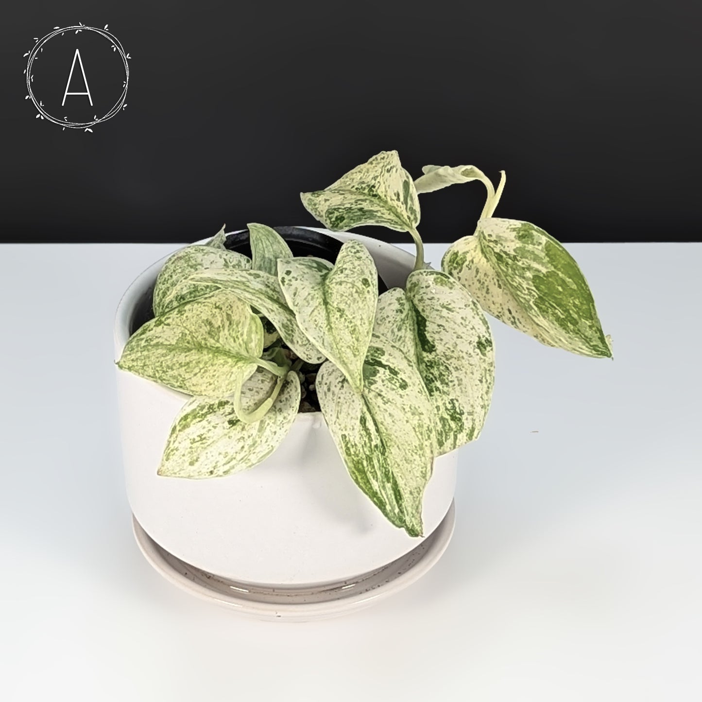 marble jade plant Scindapsus Jade Satin Marble "Cream Blue" – Curious Plant Killer