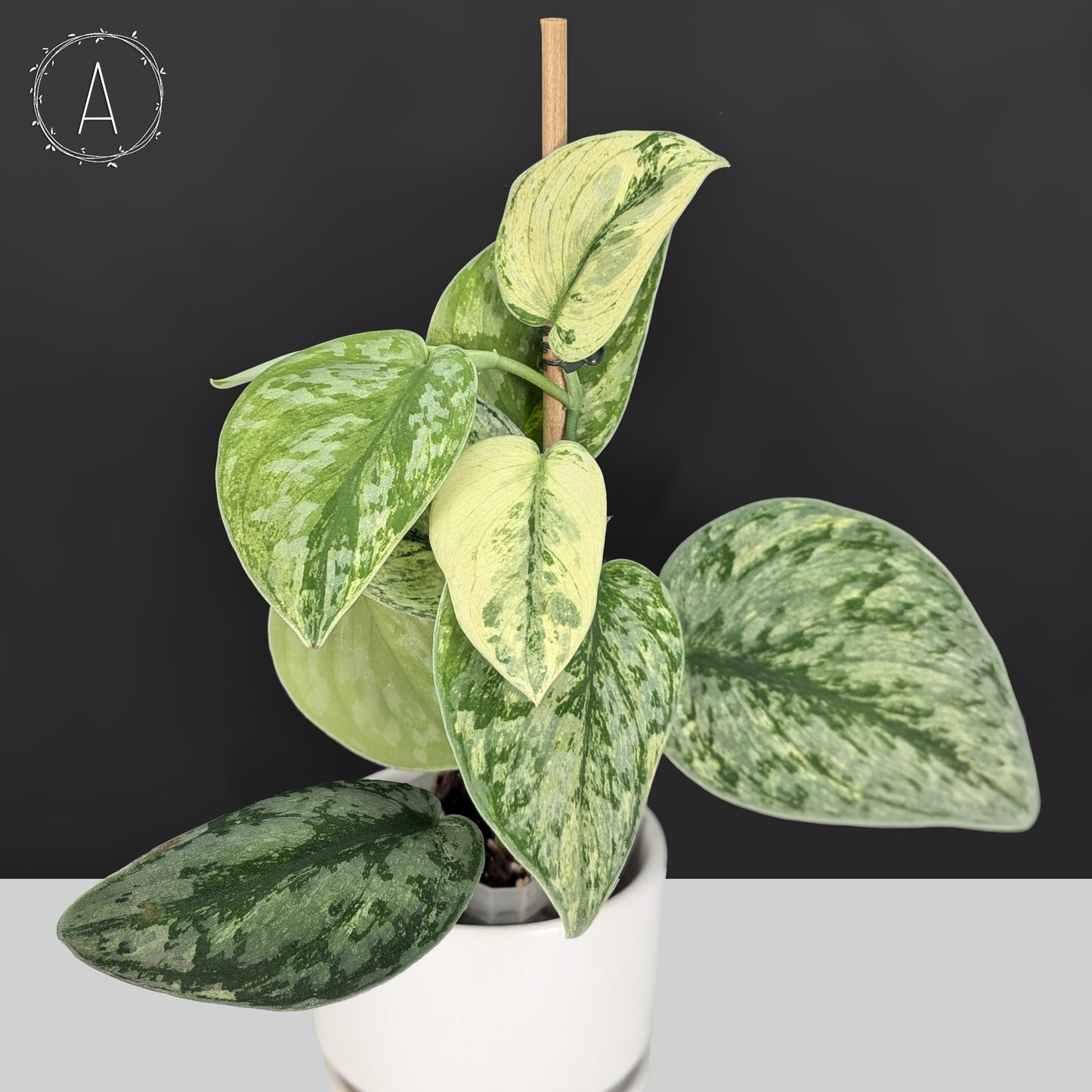 Scindapsus Hologram