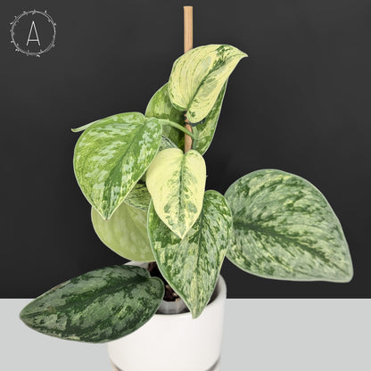 Scindapsus Hologram