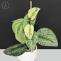 Scindapsus Hologram