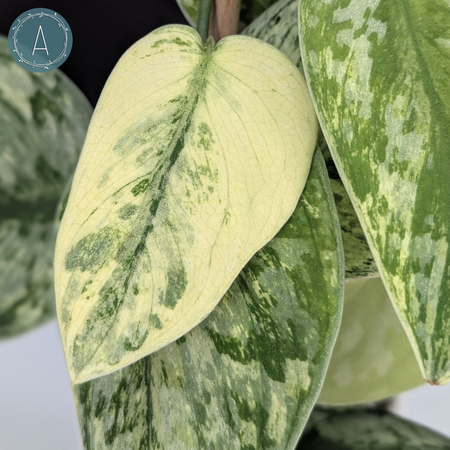 Scindapsus Hologram