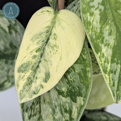 Scindapsus Hologram
