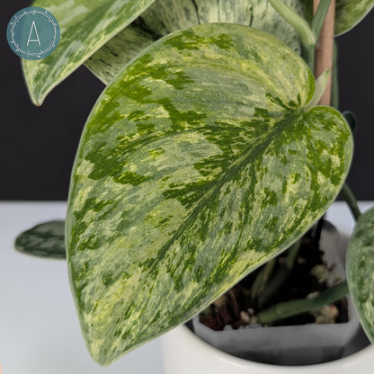 Scindapsus Hologram