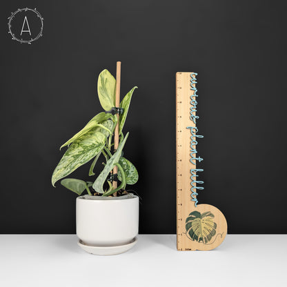 Scindapsus Hologram