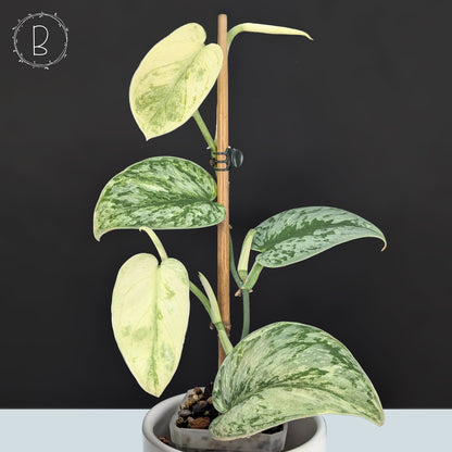 Scindapsus Hologram