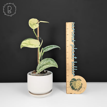Scindapsus Hologram