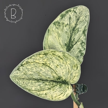 Scindapsus Hologram