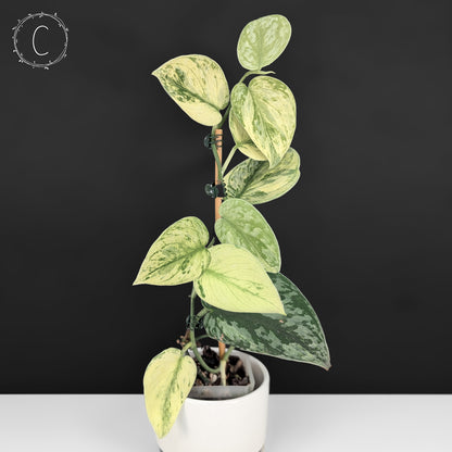 Scindapsus Hologram
