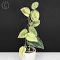 Scindapsus Hologram