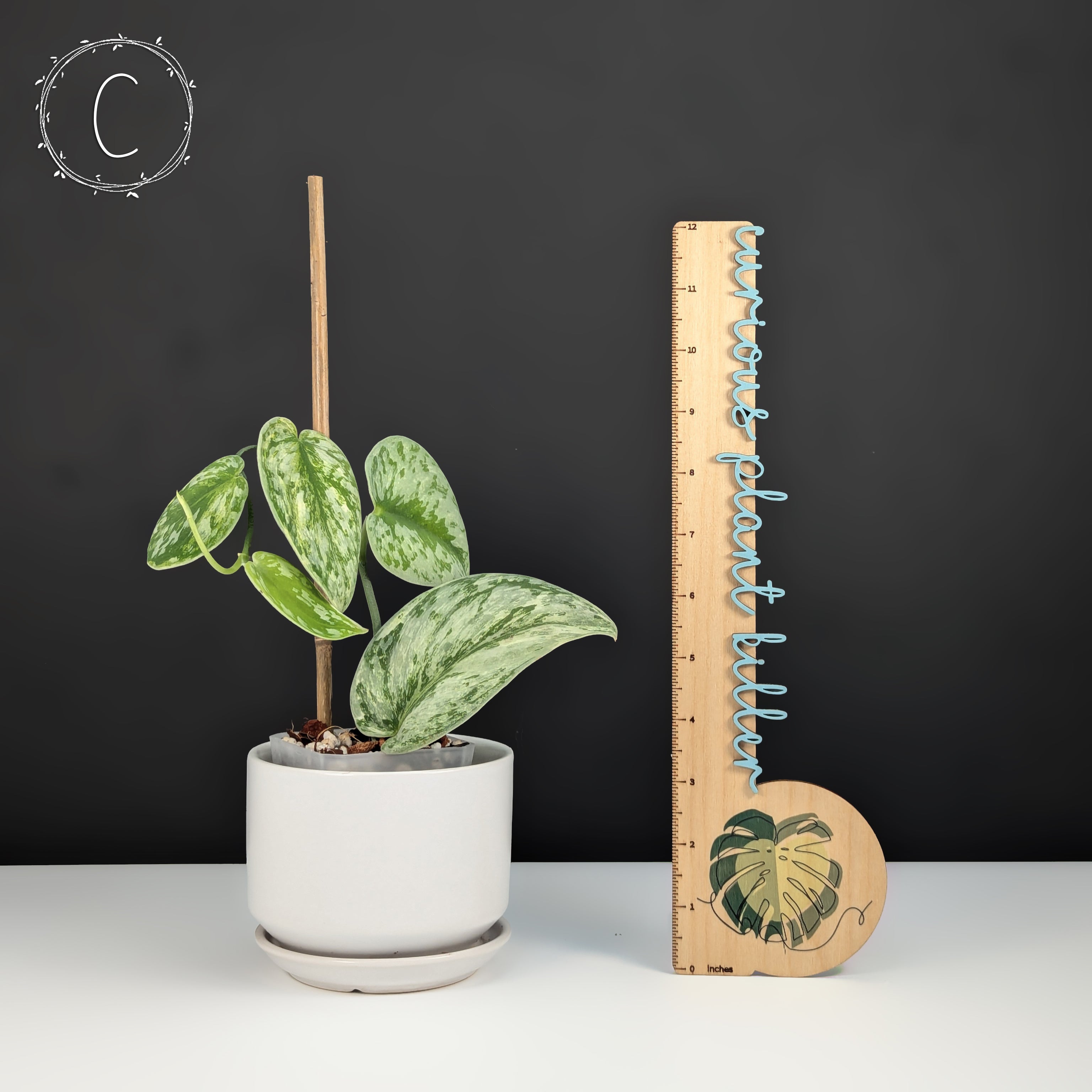激安挑戦！！ – Hologram Scindapsus Curious Killer Plant その他観葉植物