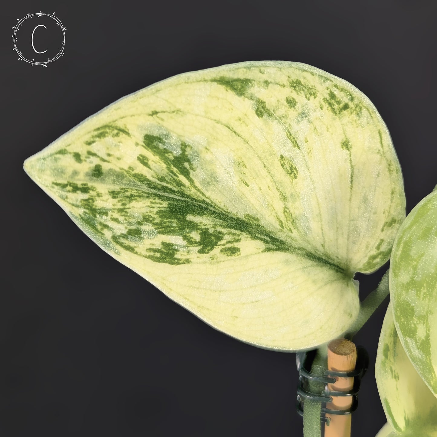 Scindapsus Hologram